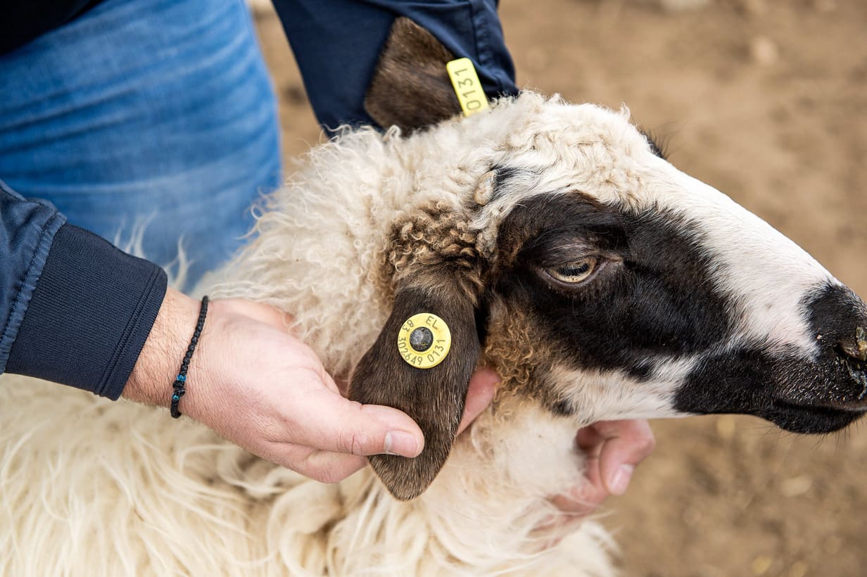 Πρόβατο εκτροφής του Αγροτικού Συνεταιρισμού Μεσοτόπου